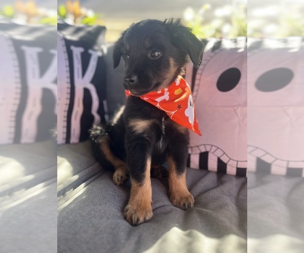 Medium Photo #1 Australian Shepherd Puppy For Sale in INDIANAPOLIS, IN, USA