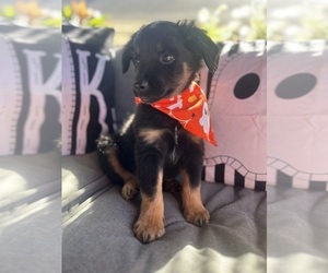 Australian Shepherd Puppy for Sale in INDIANAPOLIS, Indiana USA