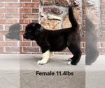 Small #2 Akita