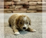 Small Photo #20 Goldendoodle (Miniature) Puppy For Sale in HALTOM CITY, TX, USA