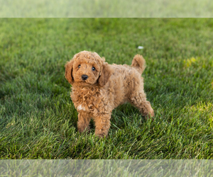 Poodle (Miniature) Puppy for sale in SHIPSHEWANA, IN, USA