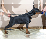 Small Photo #2 Doberman Pinscher Puppy For Sale in Moscow, Moscow, Russia