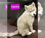 Small Photo #4 Siberian Husky Puppy For Sale in ASHLAND, MO, USA