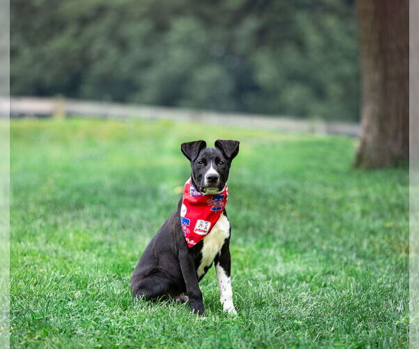 Medium Photo #3 Labrador Retriever-Unknown Mix Puppy For Sale in Unionville, PA, USA