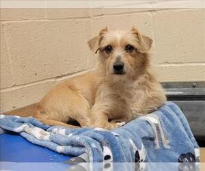 Mutt Dogs for adoption in Martinez, CA, USA