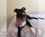 Small #12 American Staffordshire Terrier Mix