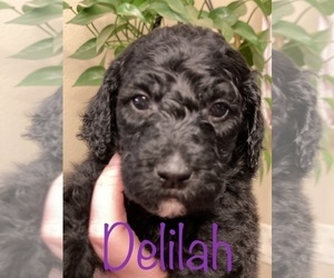 Goldendoodle-Poodle (Standard) Mix Puppy for sale in GRESHAM, OR, USA