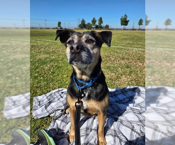 Medium Photo #1 Mutt Puppy For Sale in Chula Vista, CA, USA