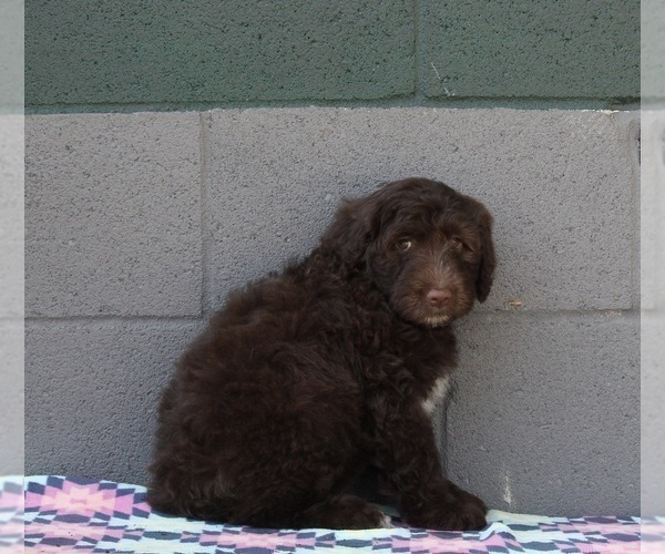 Medium Photo #3 Portuguese Water Dog Puppy For Sale in FREDERICKSBURG, OH, USA