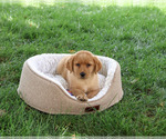 Small #1 Labrador Retriever