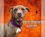 Small #1 American Pit Bull Terrier Mix