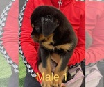 Small Photo #14 Rottweiler Puppy For Sale in MIRA LOMA, CA, USA