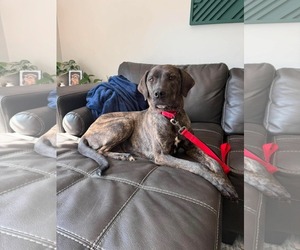 Dr. Temperance Brennan - Female Mutt Dog for Adoption - Photo #3