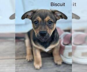 Chiweenie Dogs for adoption in Los Angeles, CA, USA