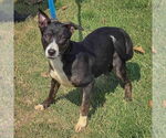 Small #8 Boxer-Dutch Shepherd  Mix