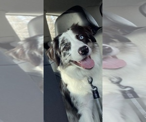 Border Collie Dog for Adoption in EVERETT, Washington USA