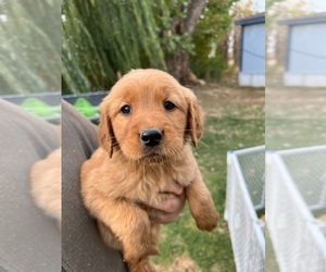 Golden Retriever Puppy for sale in FEDERAL WAY, WA, USA