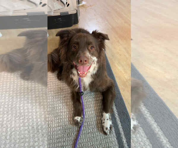 Medium Photo #1 Mutt Puppy For Sale in Sandy, UT, USA