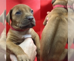 Rhodesian Ridgeback Puppy for Sale in LANDRUM, South Carolina USA