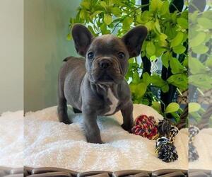 French Bulldog Puppy for sale in FRANKLIN, IN, USA