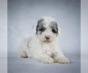 Poodle (Miniature)-Sheepadoodle Mix Puppy for sale in HOLMESVILLE, OH, USA
