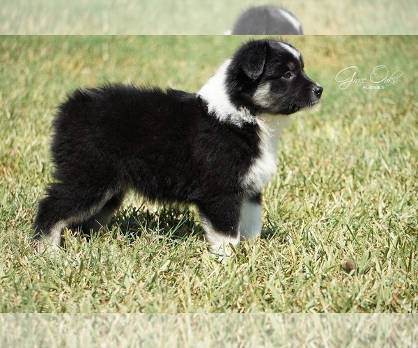 Medium Photo #4 Australian Shepherd Puppy For Sale in HOUSTON, TX, USA