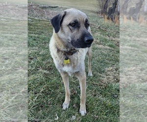 Mother of the Anatolian Shepherd-Sheepadoodle Mix puppies born on 12/15/2025