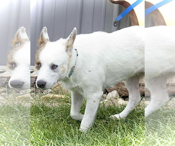 Medium Photo #3 Mutt Puppy For Sale in Estherville, IA, USA