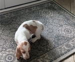 Small Photo #4 Basset Hound Puppy For Sale in TARPON SPGS, FL, USA