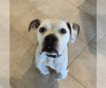 TONKA - Female American Bulldog Dog for Adoption - Small photo