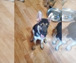 Small Photo #10 German Shepherd Dog Puppy For Sale in PORTAGE, IN, USA