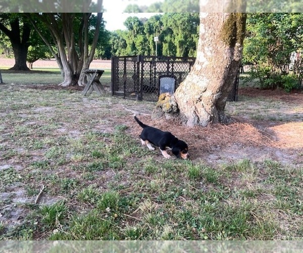 Medium Photo #18 Bluetick Beagle Puppy For Sale in TARBORO, NC, USA