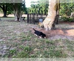 Small #17 Bluetick Beagle