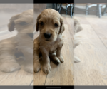 Small Photo #42 Goldendoodle Puppy For Sale in RATHDRUM, ID, USA