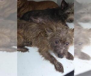 Toxirn Dogs for adoption in Houston, TX, USA