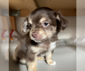 Papillon Puppy for sale in MONTEREY PARK, CA, USA
