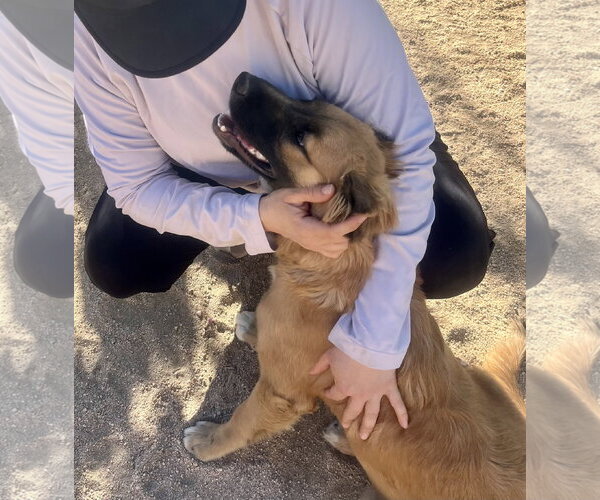 Medium Photo #3 Golden Retriever-Unknown Mix Puppy For Sale in Lancaster, CA, USA