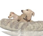 Puppy Lua Italian Greyhound