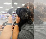 Small #4 Labrador Retriever-Staffordshire Bull Terrier Mix