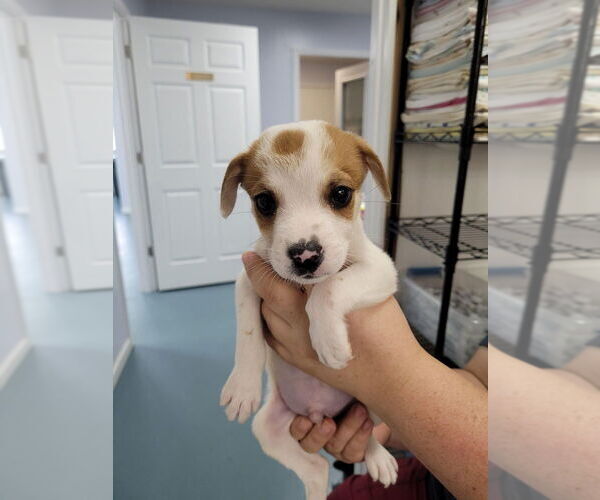 Medium Photo #1 American Pit Bull Terrier-Unknown Mix Puppy For Sale in Linton, IN, USA