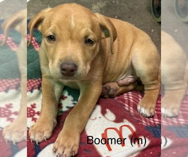 Medium Photo #2 Mutt Puppy For Sale in Wenonah, NJ, USA