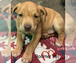 Small Photo #2 Mutt Puppy For Sale in Wenonah, NJ, USA
