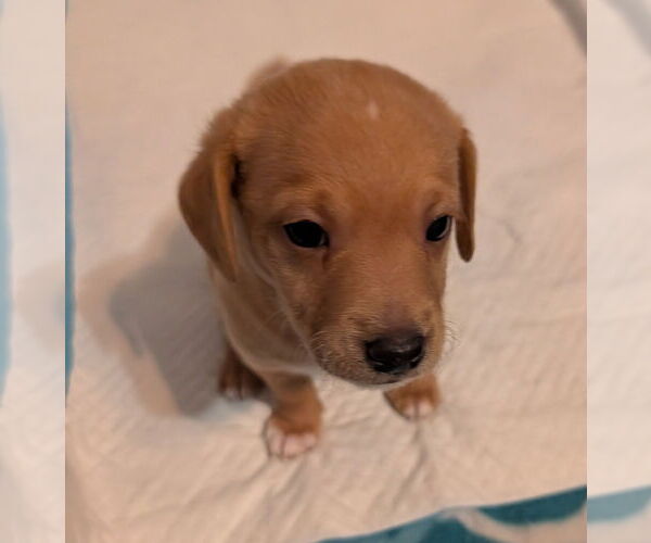 Medium Photo #1 Chiweenie Puppy For Sale in The Woodlands, TX, USA