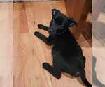 Small #1 Australian Shepherd-Boxer Mix