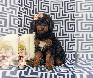 Cavapoo Puppy for sale in STEVENS, PA, USA