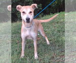 Small Labrador Retriever Mix