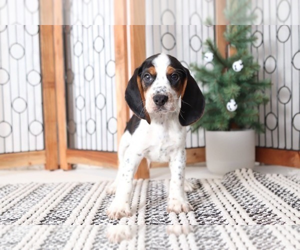 Medium Photo #3 Beagle Puppy For Sale in NAPLES, FL, USA