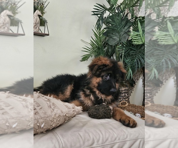 Medium Photo #9 German Shepherd Dog Puppy For Sale in CHRISTOPHER, IL, USA