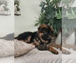 Small #8 German Shepherd Dog