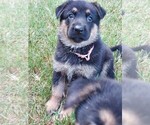 Puppy Pink collar German Shepherd Dog